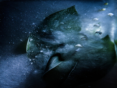 Silver lily of the valley