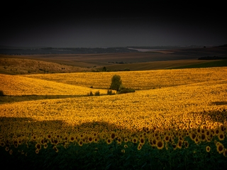 1. Соняшники