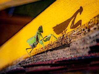 светокопія