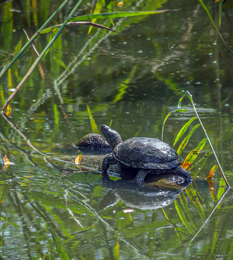Болотна черепаха гріється на сонці.