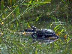 Болотна черепаха гріється на сонці.