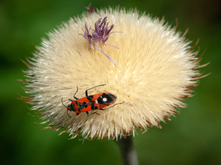 Лігей плямистий, Lygaeus equestris