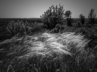 Ковила цвіте.