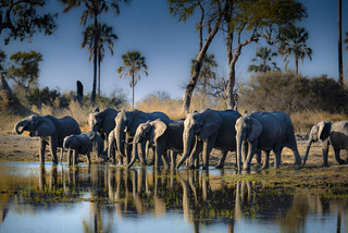 A wild elephant herd in water side