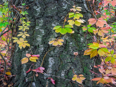Осіння мозаїка