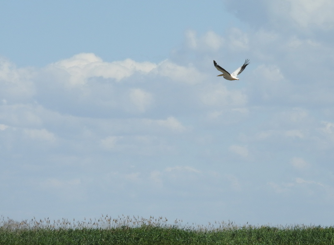 Где-то на Дунае