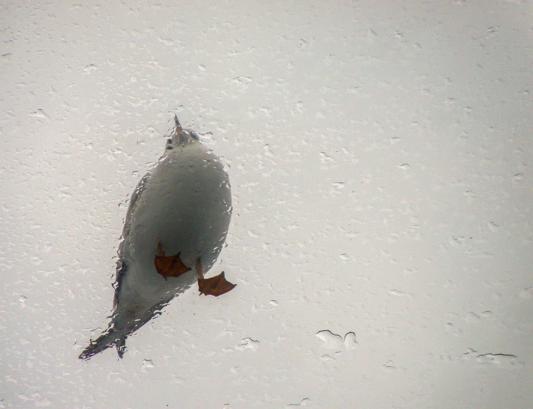 Просто Чайка