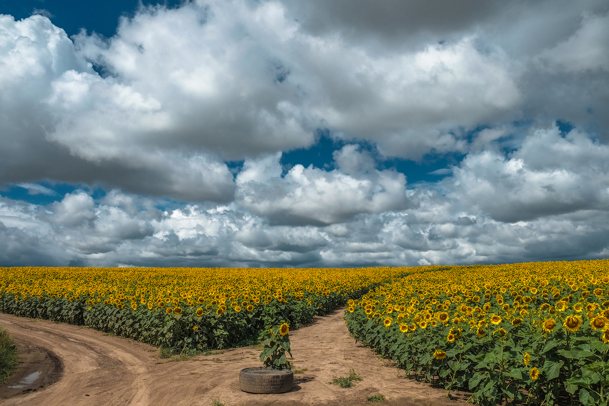 на роздоріжжі ...