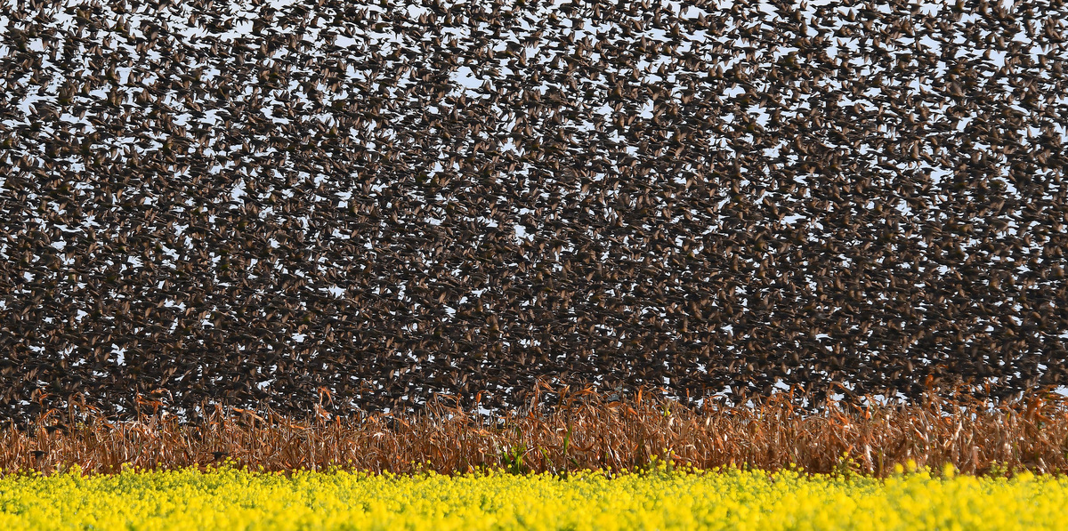Starlings in autumnal migration