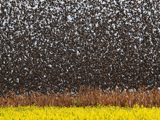 Starlings in autumnal migration