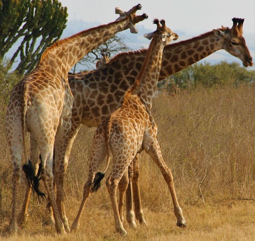 Embrace Of Giraffes