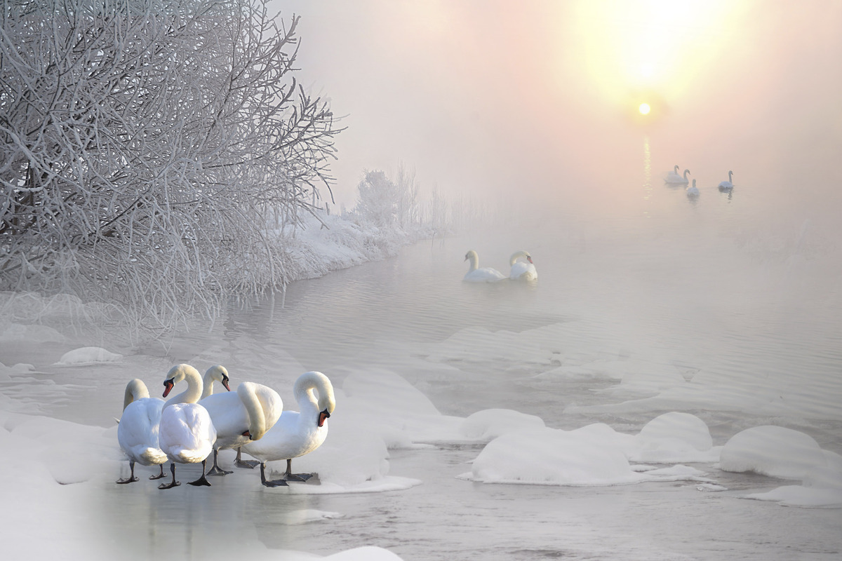 Morning glow on Swan Lake