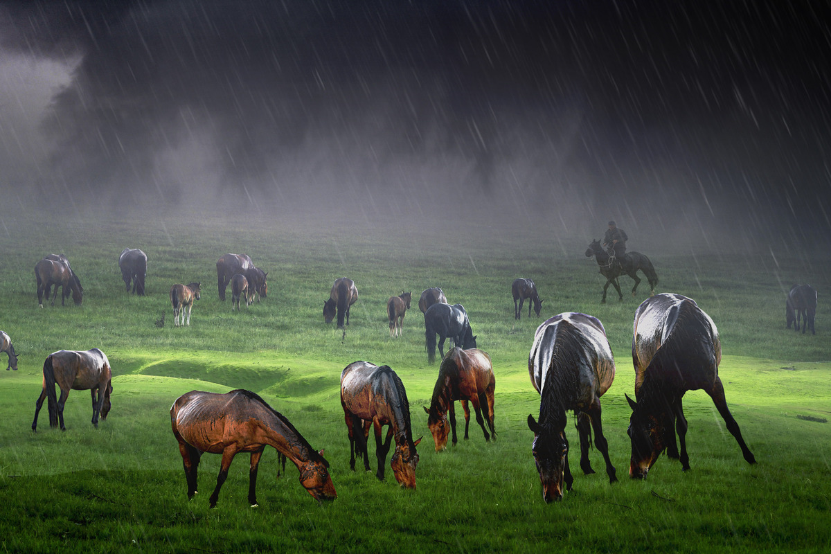 Grazing in the rain
