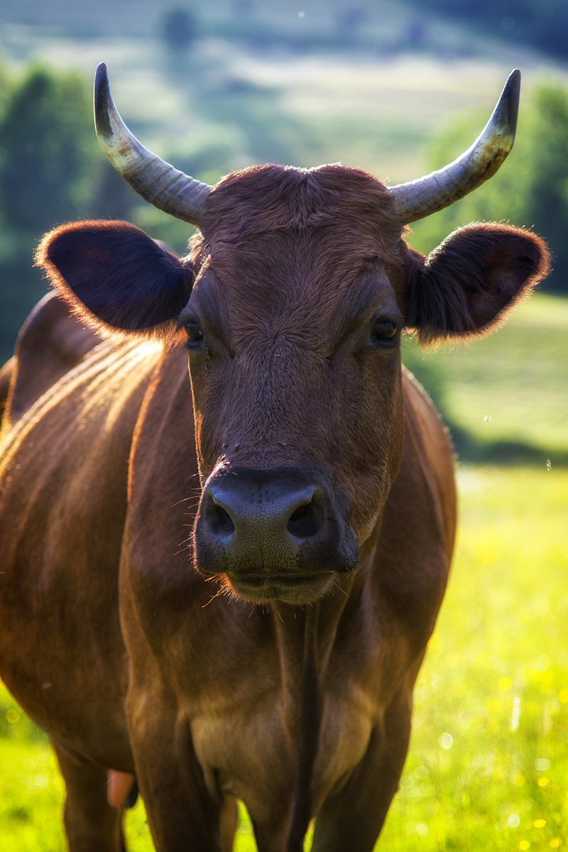 Cow's portrait
