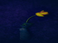 Flowers & plastic #4