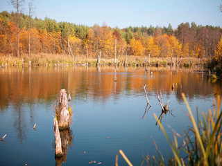 Золота осінь