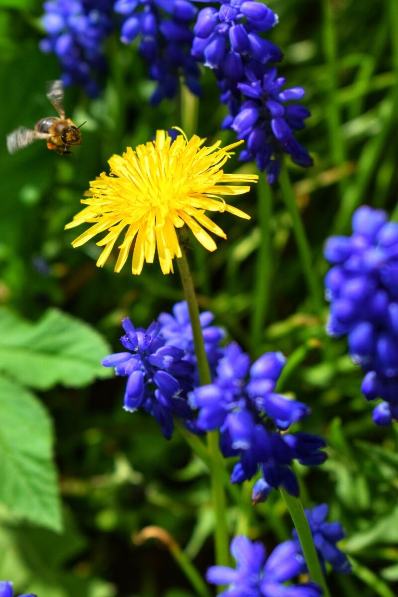 Бджілка працює