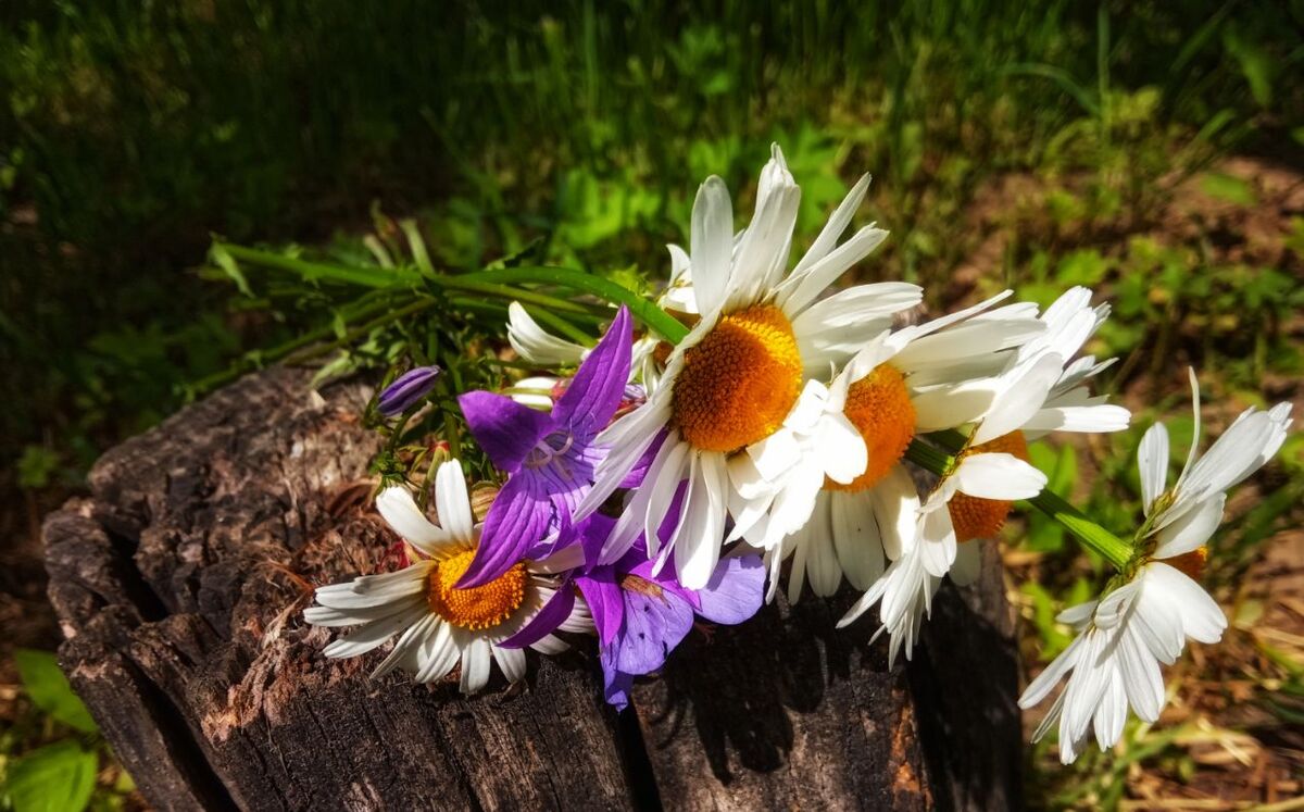 Польові квіти 