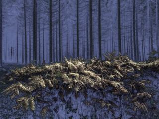 Таємниці лісу