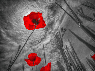 Червоний та чорний