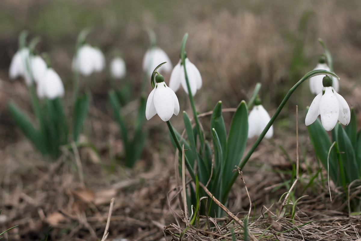 Весна прийде