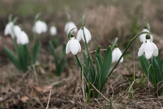 Весна прийде