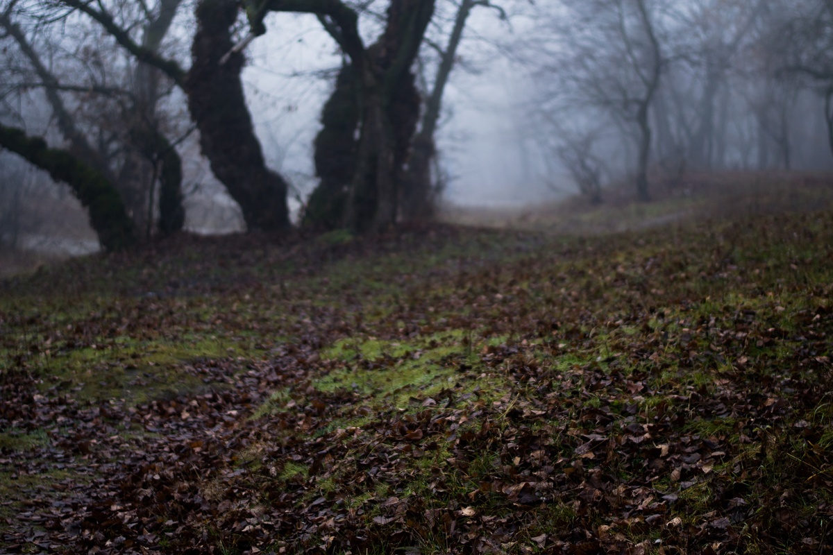 Таємний ліс