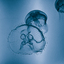 Moon Jellyfish