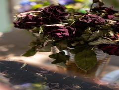 Мертва краса