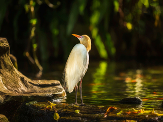 Egret