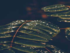 НІЧНА ПРОХОЛОДА