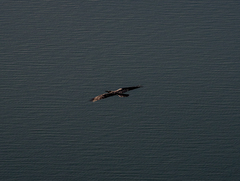 НАД ДНІСТРОМ