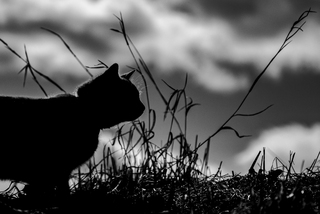 ВЕЧІРНЯ ОХОТА