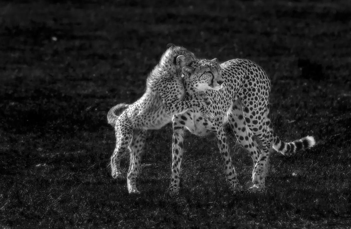 Ghepardo1 Masai Mara