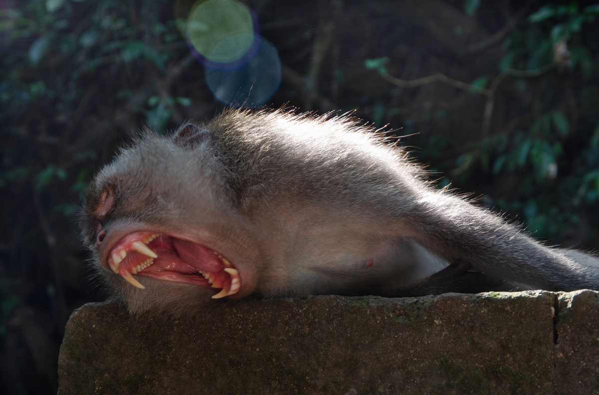 Мавп'яча дрімота