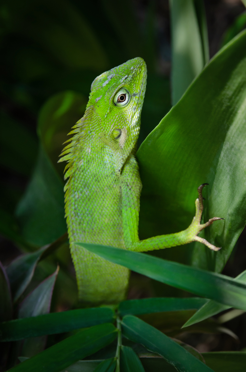 Сховок серед листя