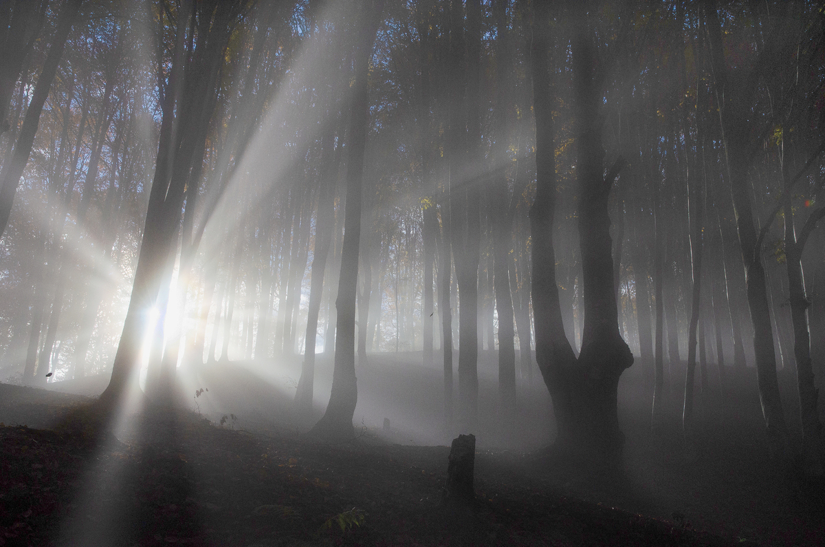 Погожий ранок у лісі