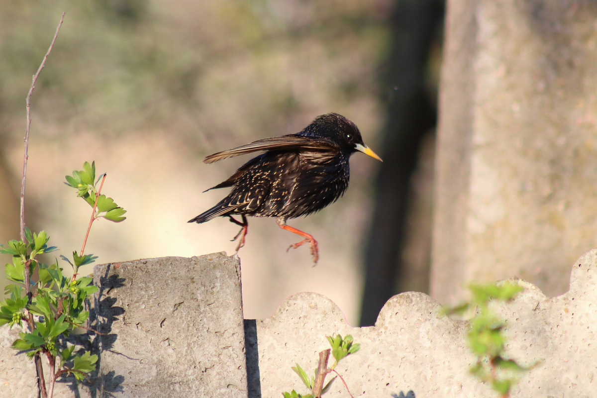 walking starling