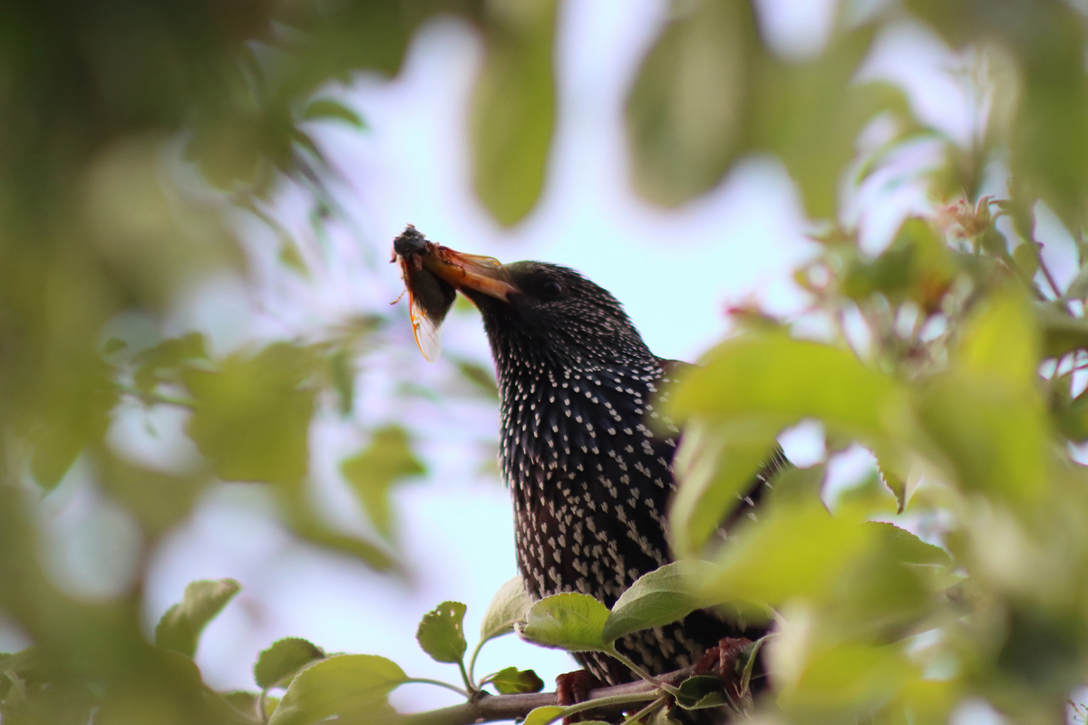 Maybug in the beak of a starling