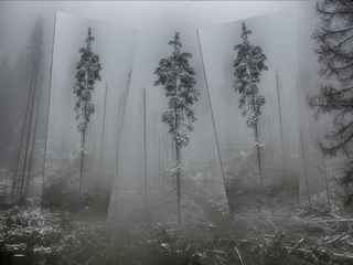 Triptych in the forest