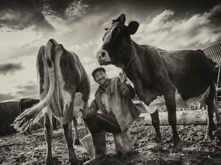 Vasily and his cows