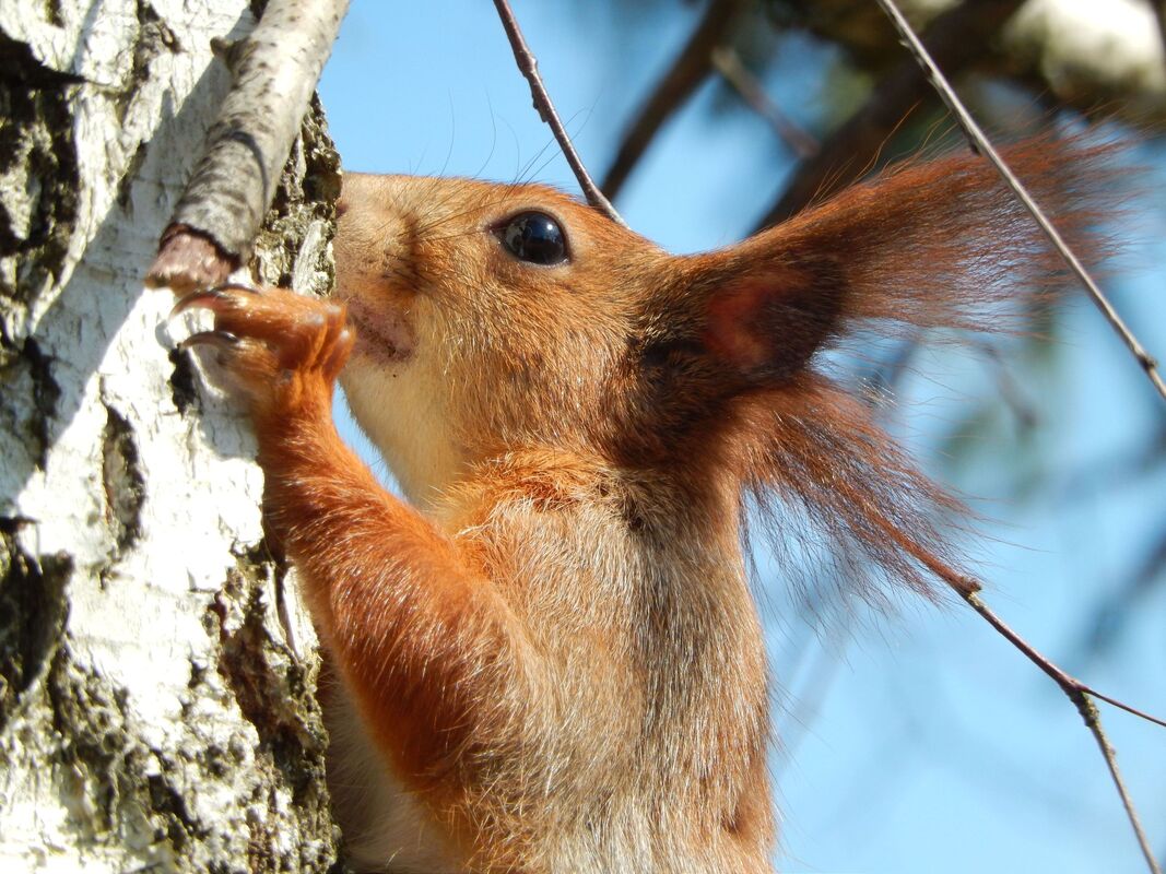 Посмішка Вивірки