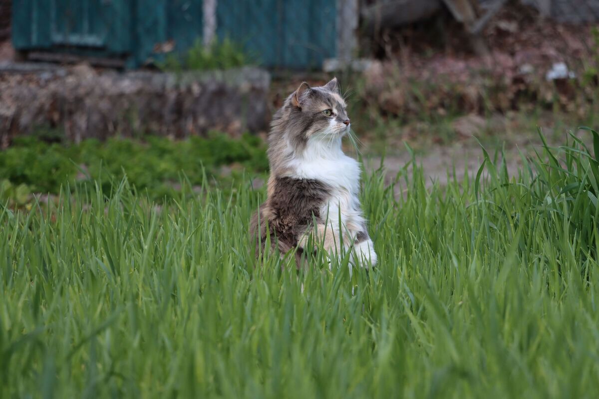 Аліса на полюванні