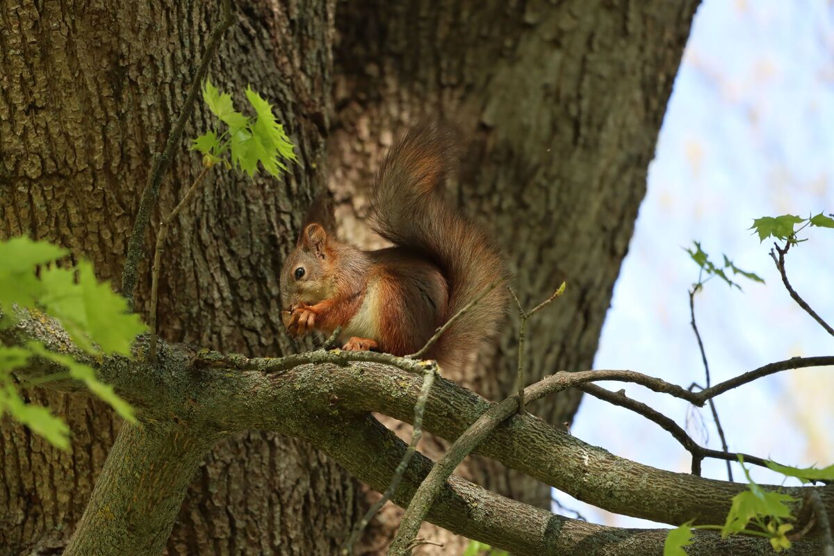 Вивірка за обідом