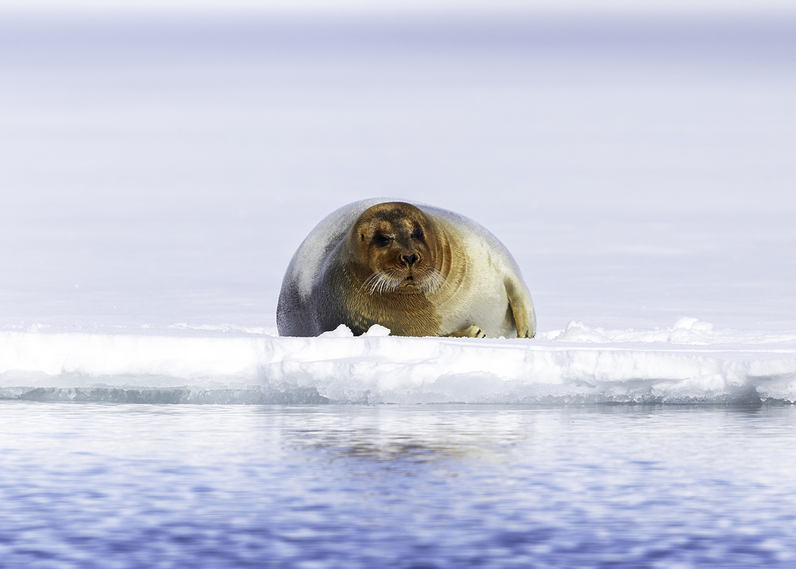Paul Fowlie / Bearded Seal Paul Fowlie / Bearded Seal