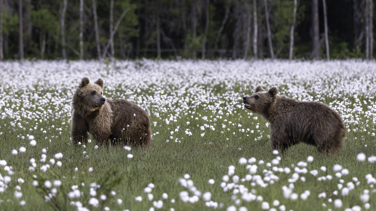 Bear Cubs in cotton grass