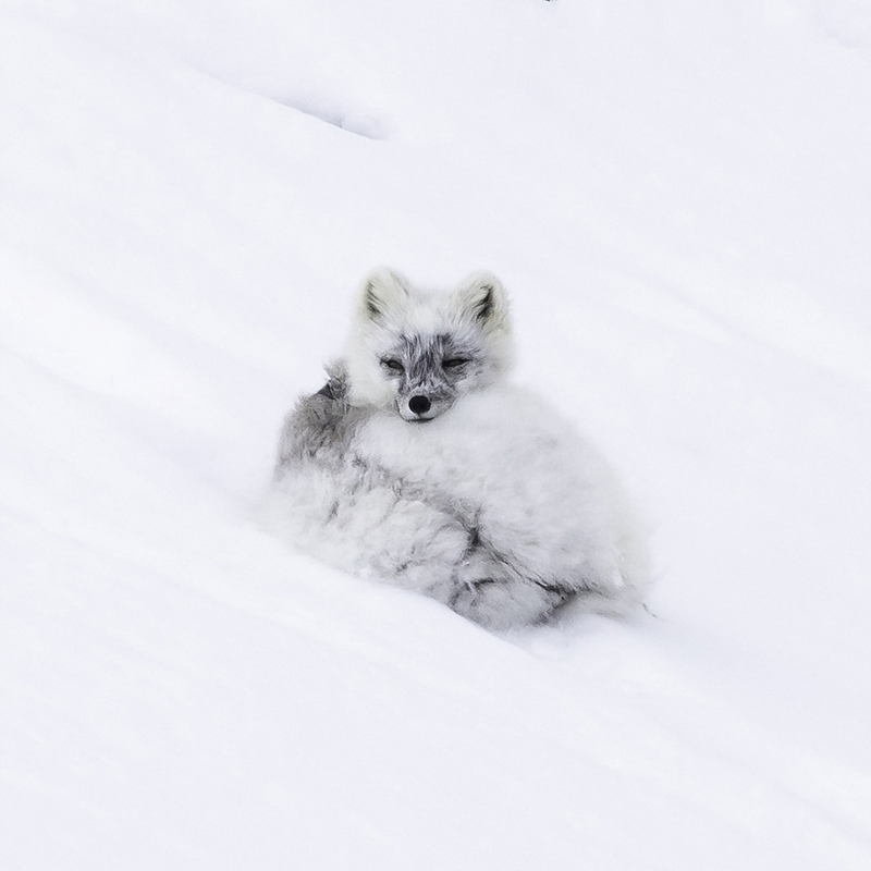 Arctic Fox curled up