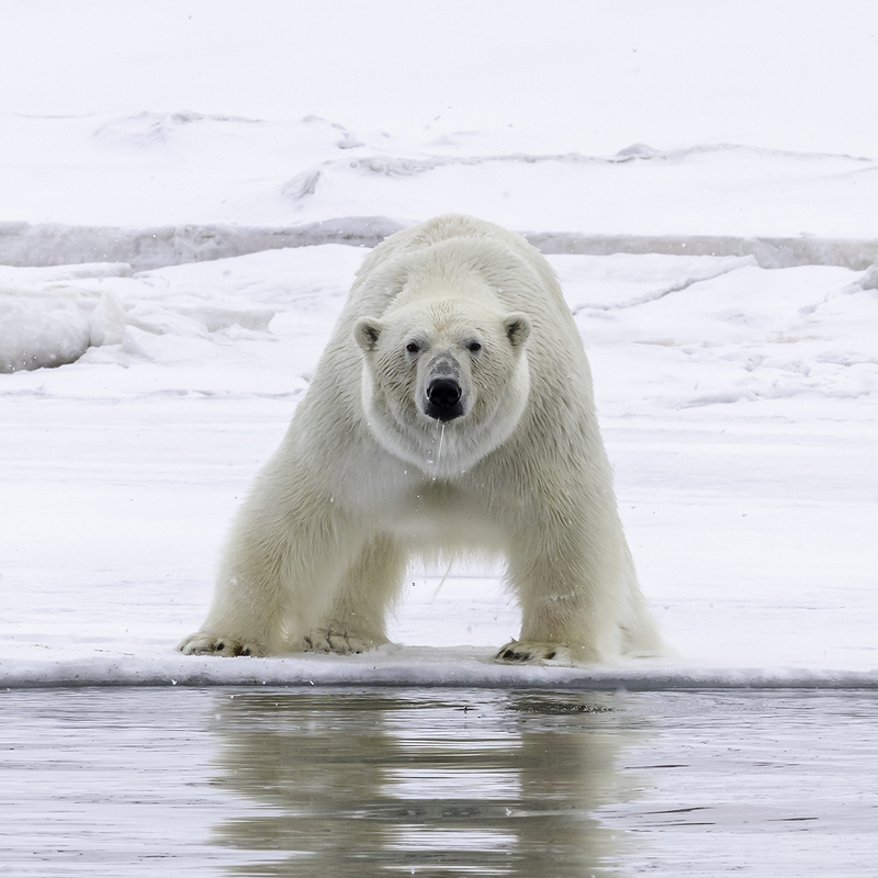Polar Bear looking out to sea