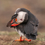 Puffin Preening