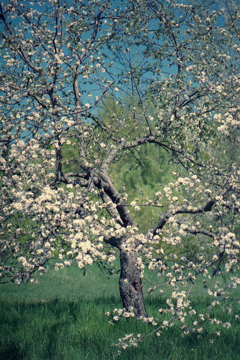 Цвитінняю Плівка прострочена